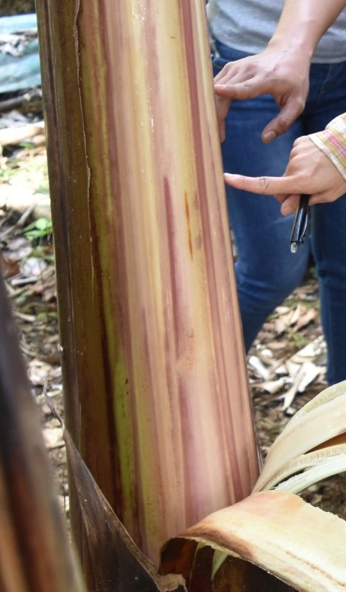 Predominant underlying color of the psuedostem